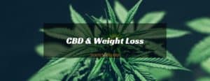 Lose Weight with CBD